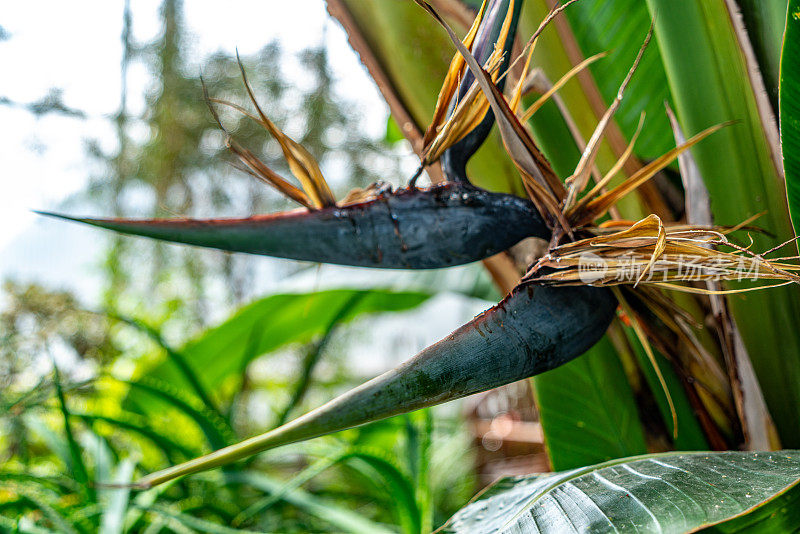 极乐鸟(Strelitzia reginae)